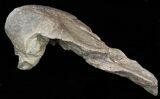 Mosasaur (Platecarpus) Pre-Maxilary With Teeth - Kansas #40414-5
